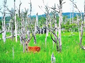 A deer in Shunkunitai