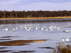 Swans in Lake Furen