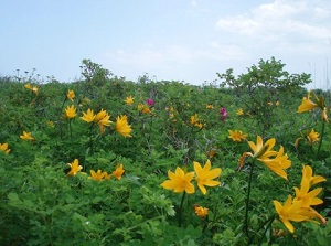 Wild flowers by Flower-road