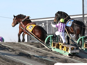 Horses climb a hard hill