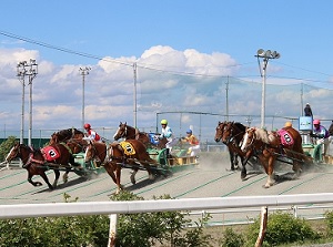 Horses go down a hill