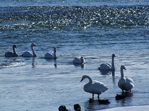 Swans in Tokachigawa River
