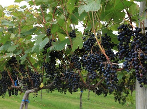 Vineyard for Tokachi wine