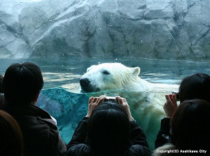 Swimming polar bear in Asahiyama Zoo