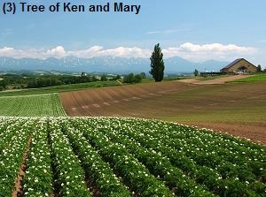 Tree of Ken and Mary