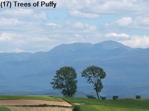 Trees of Puffy