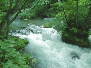 Manryo current in Oirase stream