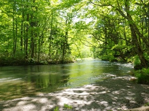 Shimeikei stream