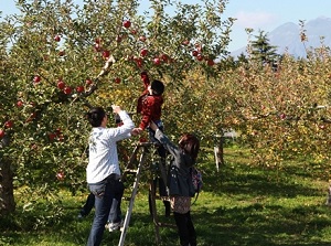 Experience of picking apples in Hirosaki Apple Park