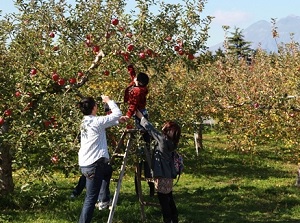 Experience of picking apples in Hirosaki Apple Park