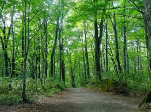 Forest of Shirakami-sanchi