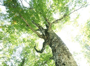 Mother Tree at Tsugaru mountain pass