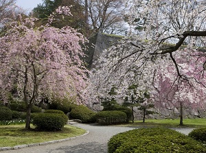 Iwate Park in spring