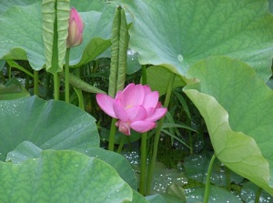 Chusonji lotus in Chusonji