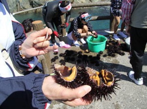 Fresh sea urchin
