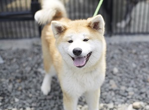 Akita-inu