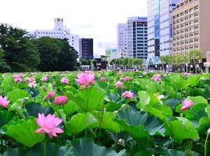 Moat of Senshu Park