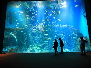 A fish tank in GAO