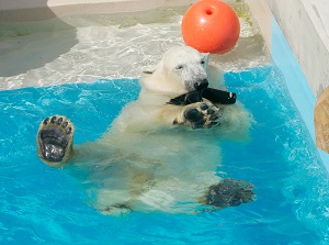 A polar bear in GAO