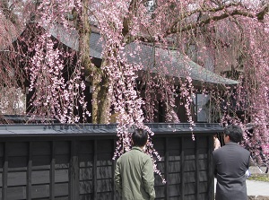 Shidare-zakura in Samurai house