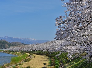 Cherry trees along Hinokinai River