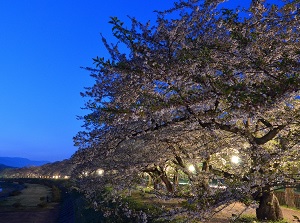 Cherry trees in the evening