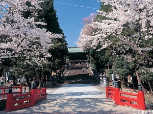 The approach of Toshogu in spring