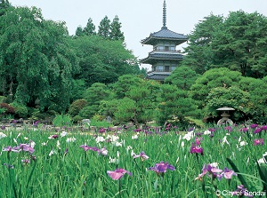Japanese garden in Rinnoji