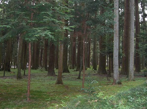 Cedar trees in Zuiganji