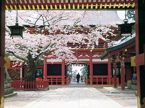 Sakura in Shiogama shrine