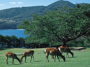 Deers in Kinkasan