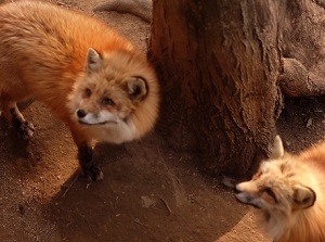 Foxes in Fox Village