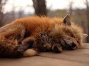 A sleeping fox in Fox Village