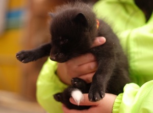 Baby fox in arm