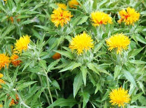 Safflower