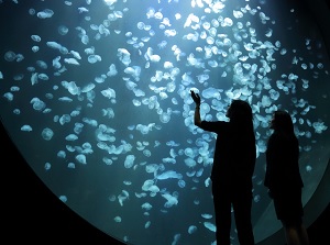Jellyfishes in Kamo Aquarium