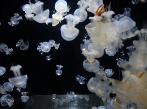 Jellyfishes in Kamo Aquarium