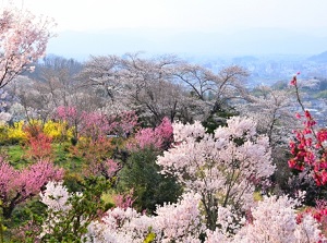 Flowers in Hanamiyama Park