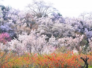 Hanamiyama Park in spring