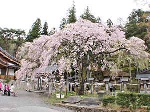 Rakuouzakura