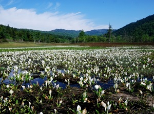 Community of Asian skunk cabbage in Oze