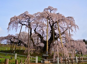 Miharu Takizakura