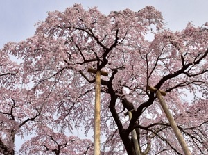 Miharu Takizakura