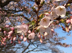 Blossoms of Miharu Takizakura