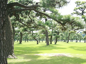 Pine trees in Kokyo-Gaien