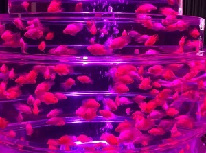 A display in Art Aquarium Museum