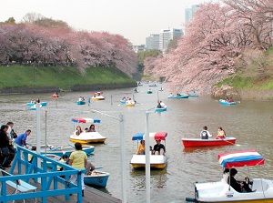 Chidorigafuchi moat in spring