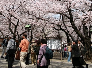 Cherry blossoms in Yasukuni Shrine