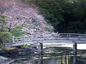 Cherry tree in Hamarikyu Gardens