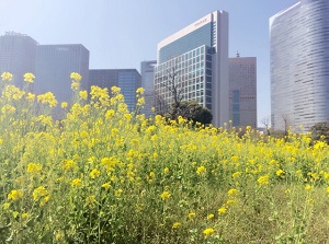 Hamarikyu Gardens in spring